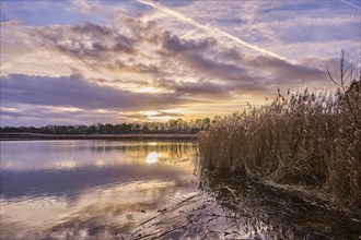 Sunset at a lake with reeds