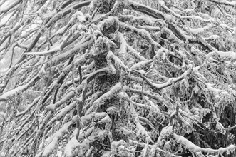 Frozen branches of an old spruce