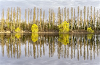 Green willow trees and bare poplar trees at a lake in spring