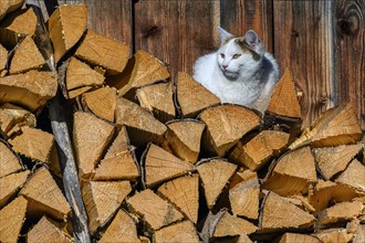 Stacked firewood with felidae