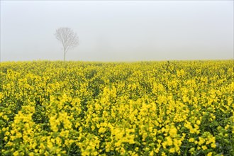 Rape field in bloom