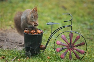 Squirrel holding nut in hands sitting on bicycle and pot with nuts