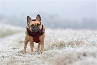 Cute fawn French Bulldog girl in winter clothes standing on a white frosty field in winter