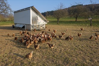 Free-range chickens