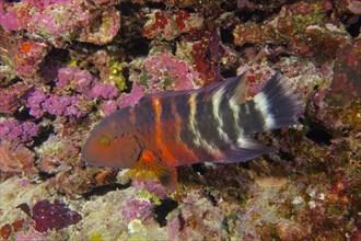 A red and black red-breasted wrasse