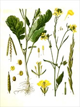 Medicinal plant