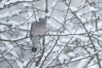 Wood pigeon