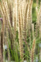 Oriental lamplighter grass