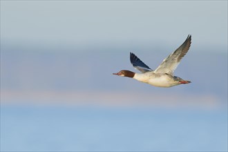 Common merganser