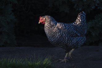 A free-range chicken runs in a sunspot at golden hour