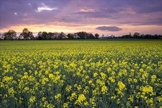 A yellow flowering rape field in spring at sunset with coloured clouds in the sky