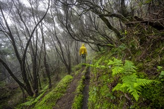 Hiker in the forest with fog