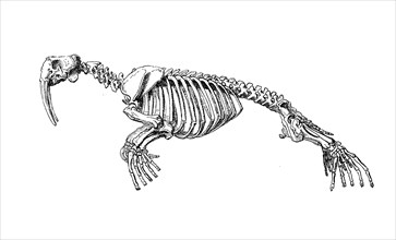 Skeleton of walrus