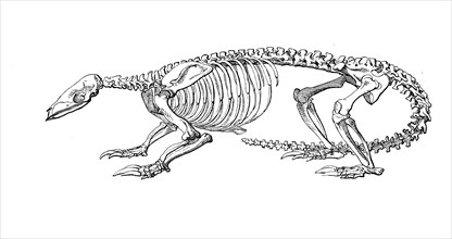 Skeleton of Chinese pangolin
