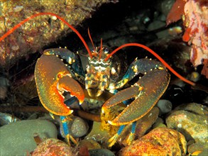 Common lobster
