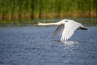 Flying Mute Swan
