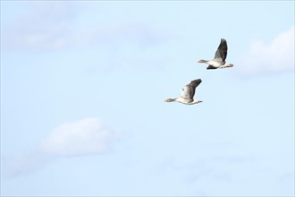 Greater white-fronted geese