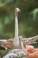 Portrait of an American flamingo