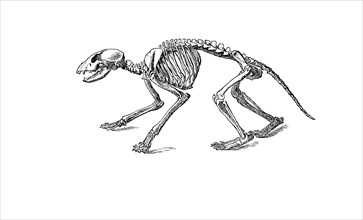 Skeleton of racoon