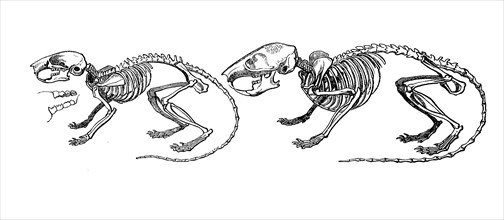 Skeleton of dormouse and garden dormouse