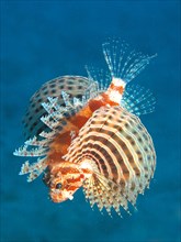 Red Sea Dwarf Lionfish