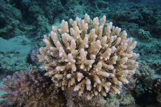 Low small polyp stony coral