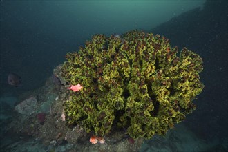 Green black sun coral