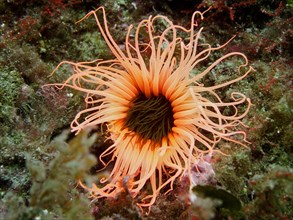 Pink coloured tube anemone