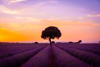 Purple flowers at sunset in a lavender field