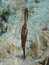 Seagrass ghost pipefish