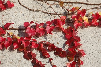 Red discoloured wild vine on a house wall