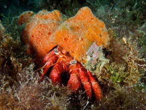 Large red hermit crab