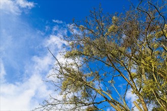 Detail of a large birch tree with golden leaves against a deep blue sky with some white clouds