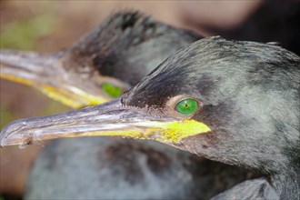 Head and eyes of a crow cormorant