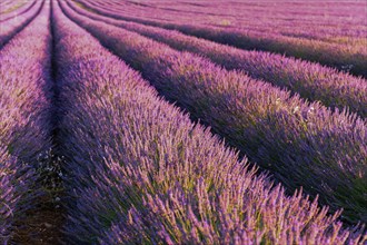 Lavender fields in bloom in Provence. Valensole