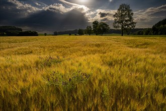 Grain field with thunderstorm sky in morning light