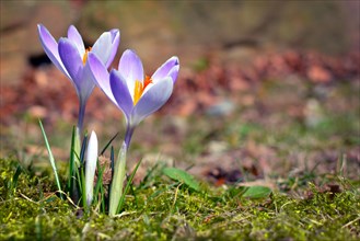 Purple crocus spring flower on blurry grass background blooming during late winter