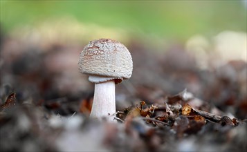 Pearl mushroom