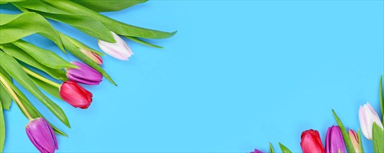 Spring banner with bouquet of colorful tulip flowers in corner of blue background with copy space