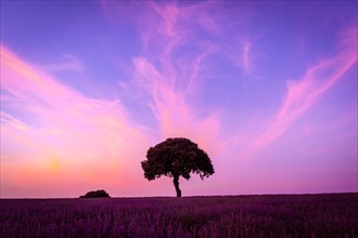 Silhouette of a tree at sunset in a lavender field