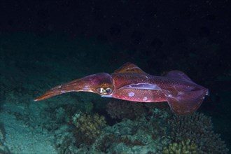 Lesson's reef squid