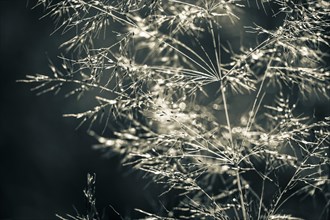 Grasses in the backlight