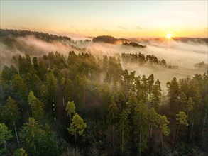 Forest in fog at sunrise