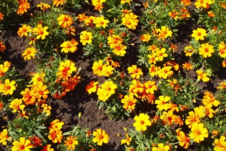 Yellow marigolds on a flower bed