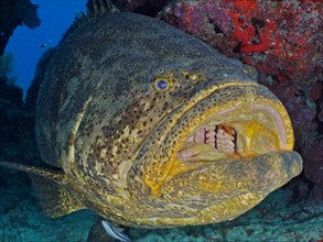 Close-up of atlantic goliath grouper