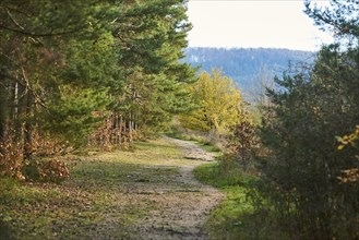 Forest path on the edge of the forest in autumn