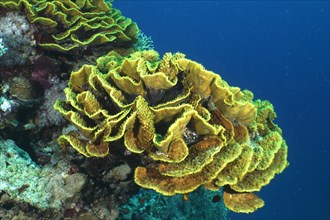 Yellow salad coral