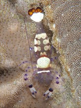 Peacock-eyed anemone shrimp