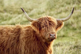 Portrait of a free-ranging Scottish Highland Cattle in the North Holland Dune Reserve