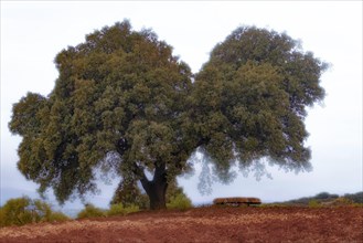 Large solitary oak tree surrounded by fog with a stone bench next to it